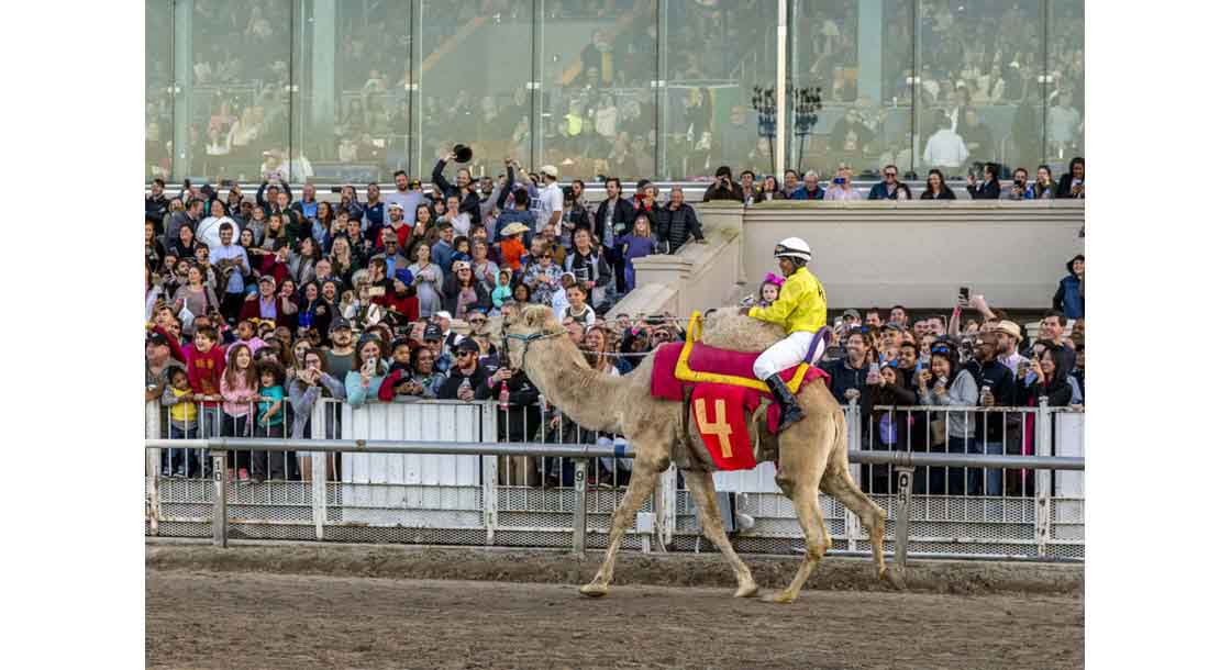 Camels at Fair Grounds Race Course & Slots