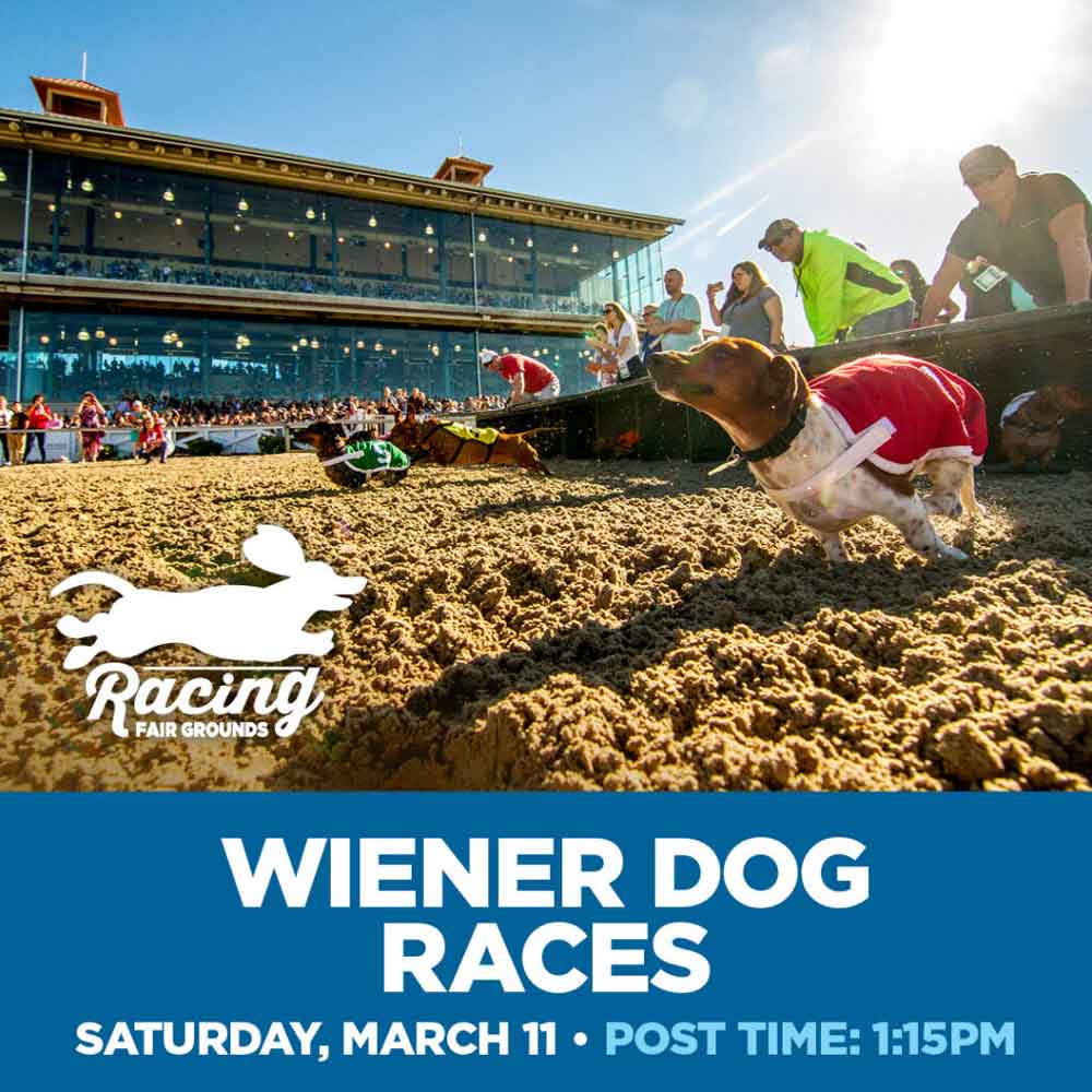 Wiener Dog Race at Fair Grounds Race Course & Slots