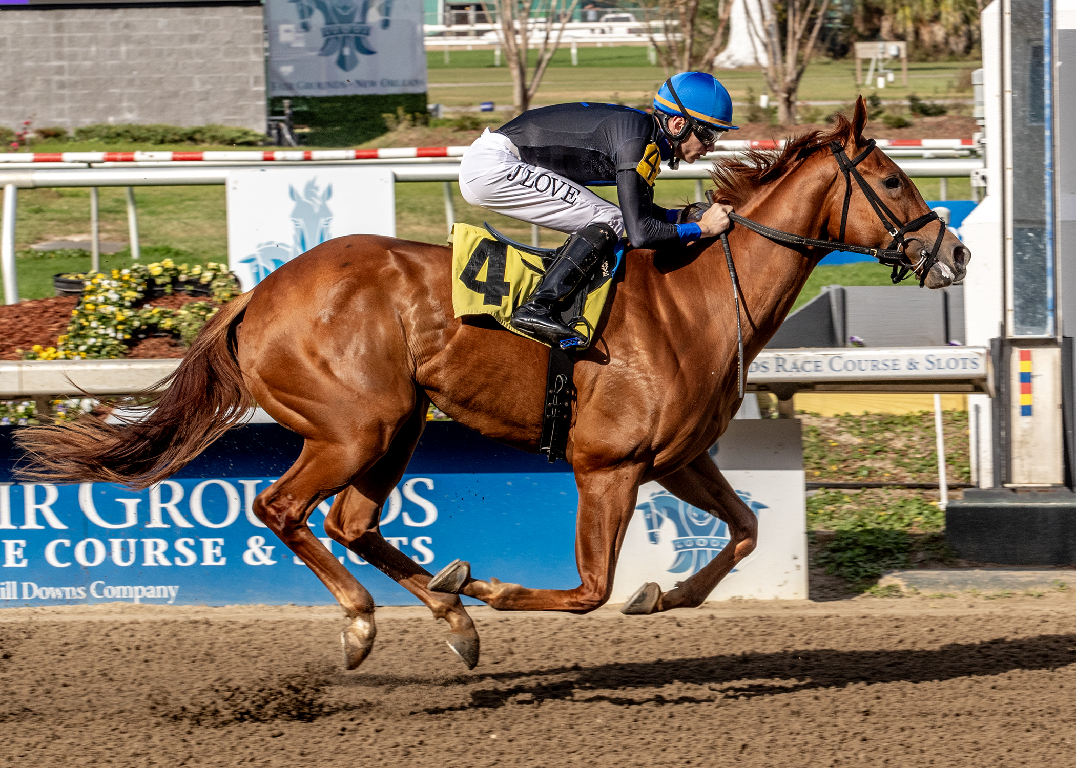 Little Miss Curlin-f_1-3-2026